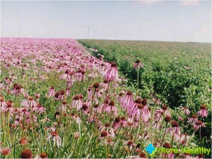 Tinktúra Echinacea hasznos tulajdonságokat és ellenjavallatok