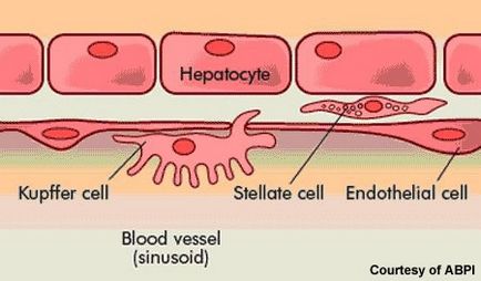 Program național - sănătate, hepatită c - întregul adevăr