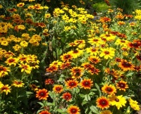 Невибагливі квіти для клумби, які цвітуть все літо, зелений блог