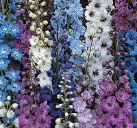 Невибагливі квіти для клумби, які цвітуть все літо, зелений блог