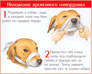 Кілька простих кроків, які можуть врятувати собаці життя після дтп