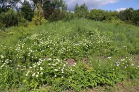 Grădina botanică Nișni Novgorod