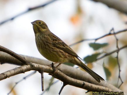 Yellowhammer - Yellowhammer élőhely