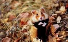 Hamster comun, hamster comun (cricetus cricetus), cușcă de hamster, locație