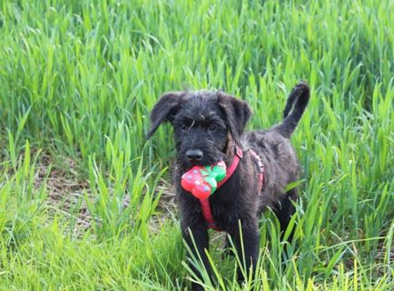 Felülvizsgálata óriás schnauzer kutya fajta leírása a standard, a tartalom és képek