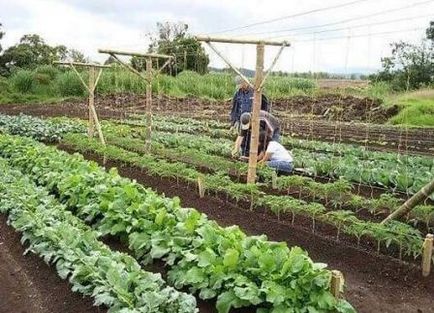 Город без клопоту не копать, що не полоти і не поливати