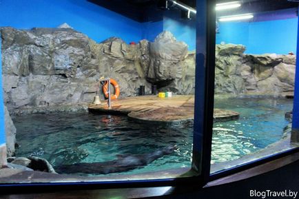 Oceanarium în St. Petersburg - prețuri la bilete, poze, recenzii