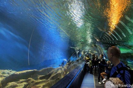 Oceanarium în St. Petersburg - prețuri la bilete, poze, recenzii