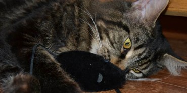 Despre pisicile acvatice klk - iubitorii de pisici pisici acuarele