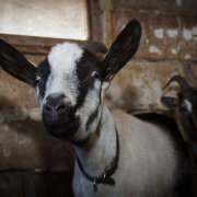 Окот кози за якими ознаками визначити вагітність