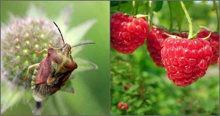 Este un bug verde pădure periculos pentru oameni?