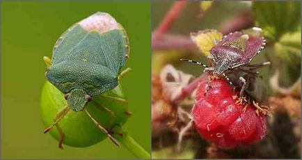 Este un bug verde pădure periculos pentru oameni?