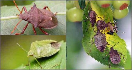 Este un bug verde pădure periculos pentru oameni?