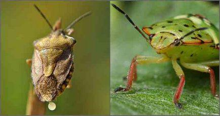 Este un bug verde pădure periculos pentru oameni?