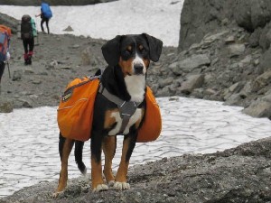 Descrierea rasei entlebuhrer sennenhund