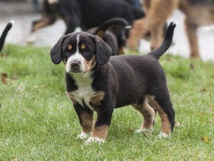 Descrierea rasei entlebuhrer sennenhund