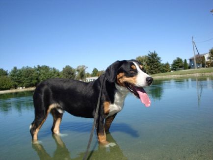 Descrierea rasei entlebuhrer sennenhund