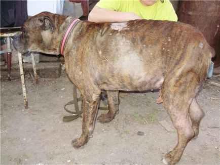 Leírás ascites betegség a kutyák tünetei és kezelése háziállatok (kezelés) Leírás ascites betegség a kutyák tünetek és a kezelés háziállatoknak