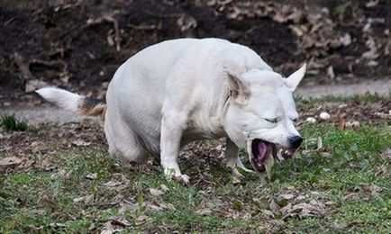 Descrierea bolii ascite la simptomele câinilor și tratamentul quadrupeds