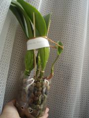 Orhideele de îngrijire, fotografie, vânzare, cultivare