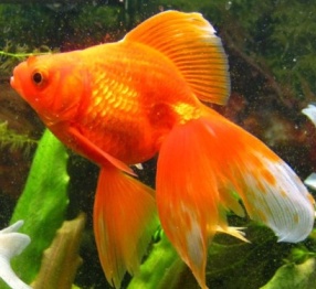 Основні правила догляду за золотою рибкою