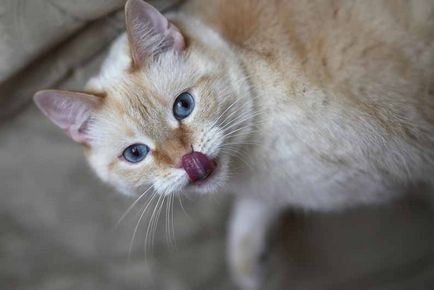 Caracteristicile gustului pisicilor - germenii vieții