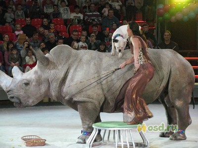 Vélemények a cirkusz nagy állat! Nyaralás gyerekekkel