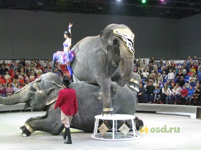 Vélemények a cirkusz nagy állat! Nyaralás gyerekekkel