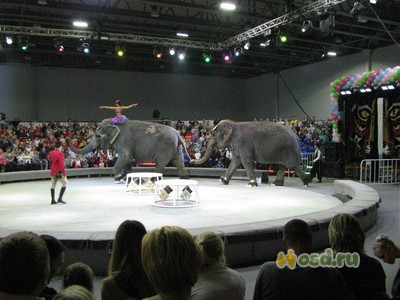 Відгуки про цирк великих звірів! Відпочинок з дітьми