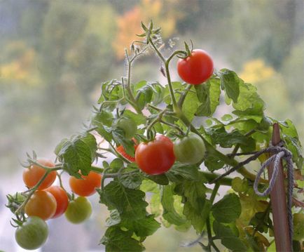 Овочі та зелень, які можна вирощувати на підвіконні