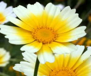 Chrysantema din legume