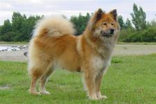 Oirazier (Eurasier) fotografie, descrierea rasei, îngrijire