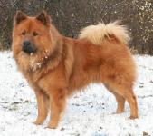 Oirazier (Eurasier) fotografie, descrierea rasei, îngrijire