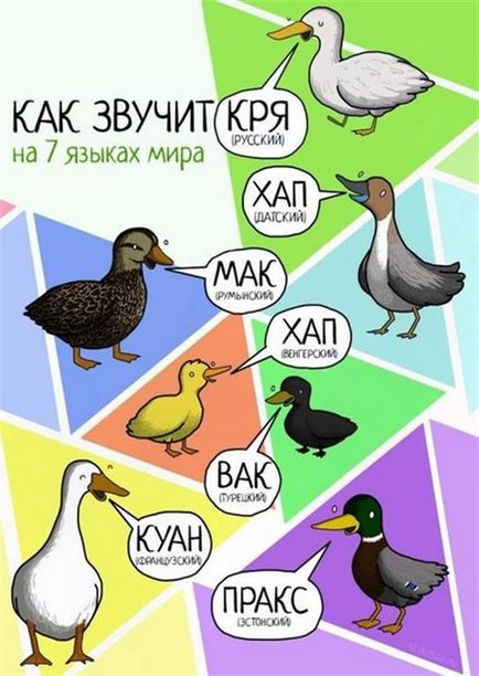 Перукарня для тварин, як кажуть тварини на різних мовах