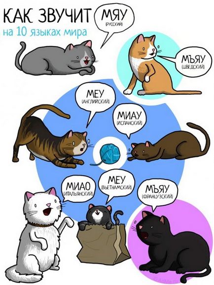 Coafor pentru animale, așa cum spun animalele în diferite limbi