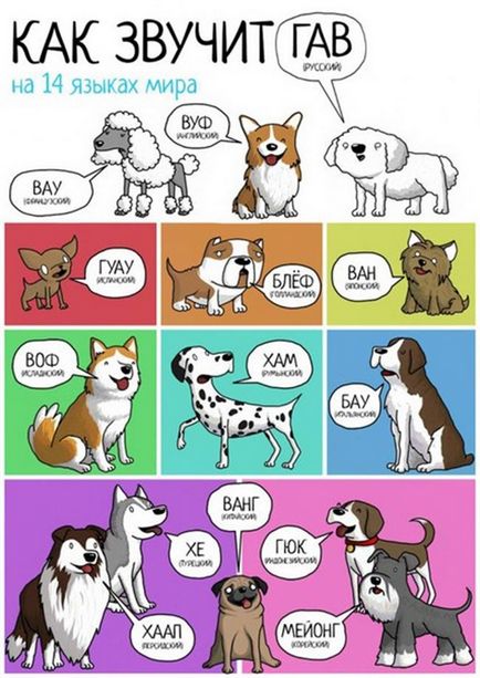 Перукарня для тварин, як кажуть тварини на різних мовах
