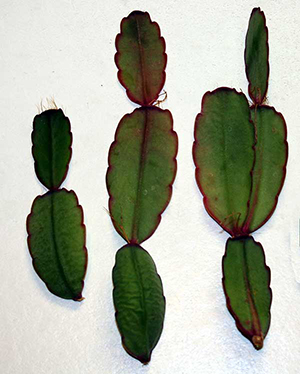 Paștele cactus - ripsalidopsis