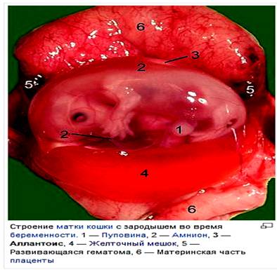 Patologia cordonului ombilical