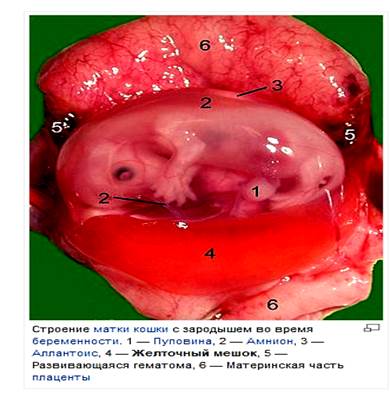 Patologia cordonului ombilical