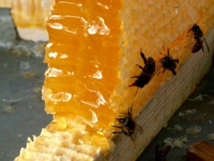 Бджолина перга від безпліддя корисні властивості і протипоказання, користь і шкода, як приймати,