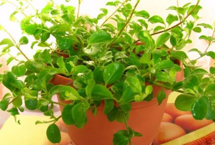 Peperomiya засяване и грижи за растенията у дома