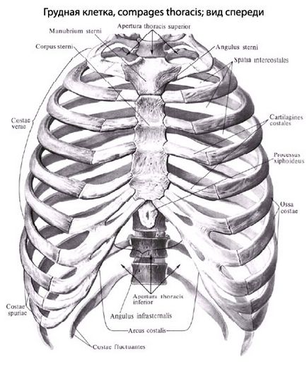 Перелом ребра - травматологія - медична енциклопедія