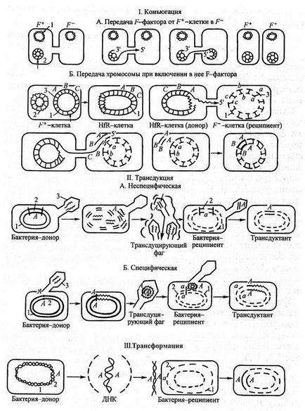 Transferul materialului genetic al bacteriilor - stadopedie