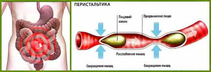 Peristalitatea intestinelor, care este modul de îmbunătățire a produselor și preparatelor