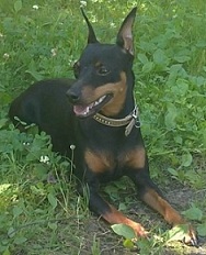 Site personal - despre rasa zwergpinscher