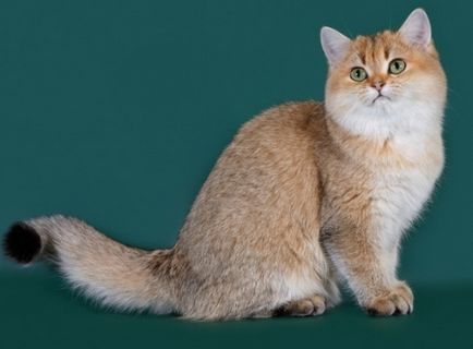 Kennel skót macskák hiányozni margo, Scottish fold, Skót egyenes, Fold