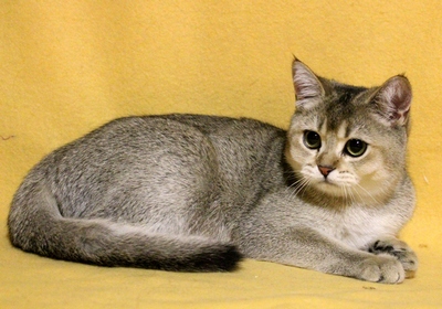 Kennel skót macskák hiányozni margo, Scottish fold, Skót egyenes, Fold