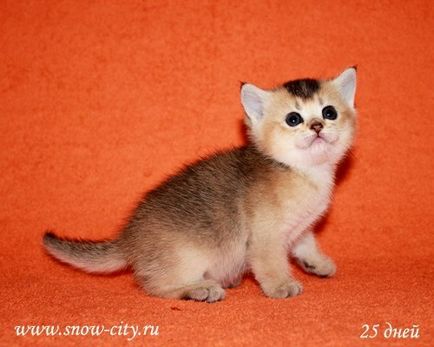 Pisicile de pisici scoțiene sunt dor de margo, Scottish Fold, Scottish Straight, Fold pisici