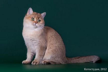 Pisicile de pisici scoțiene sunt dor de margo, Scottish Fold, Scottish Straight, Fold pisici