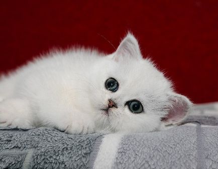 Pisicile de pisici scoțiene sunt dor de margo, Scottish Fold, Scottish Straight, Fold pisici